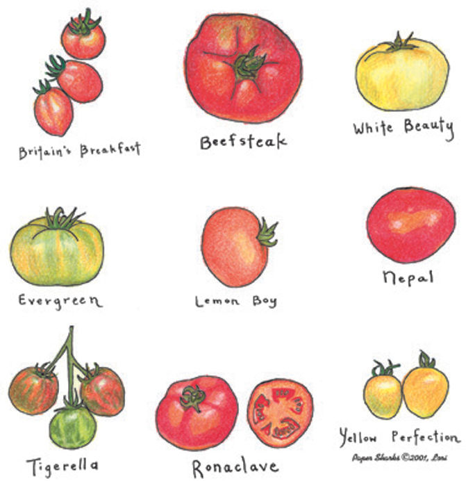 FLOUR SACK TOWEL TOMATOES