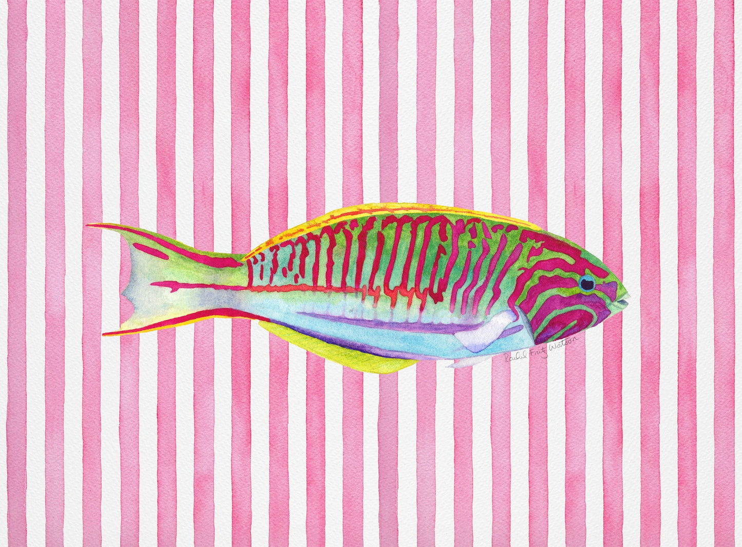KLUNZINGEERS WRASSE TEA TOWEL