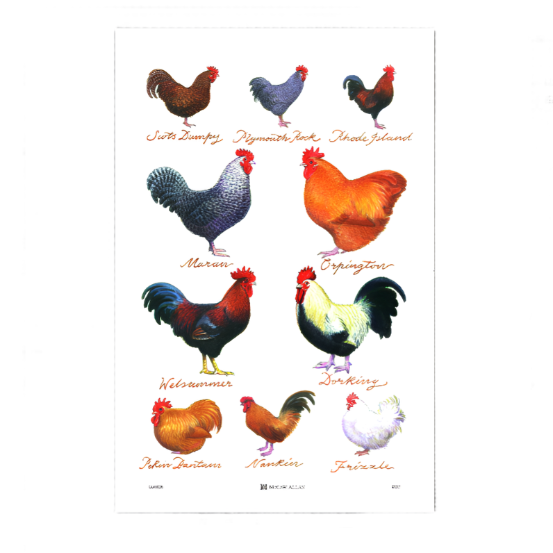 CHICKEN BREEDS COTTON TEA TOWEL