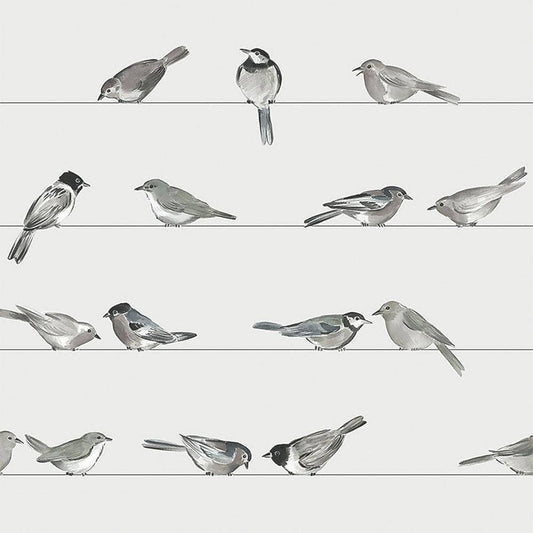 BIRDS