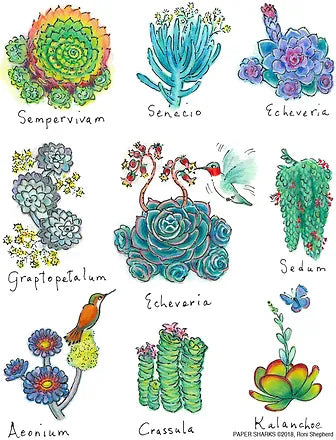 FLOUR SACK TOWEL SUCCULENTS