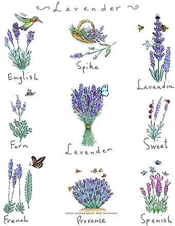 FLOUR SACK TOWEL LAVENDER