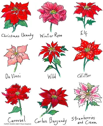 FLOUR SACK TOWEL XMAS POINTSETTIA