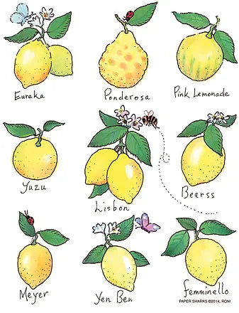 FLOUR SACK TOWEL LEMONS