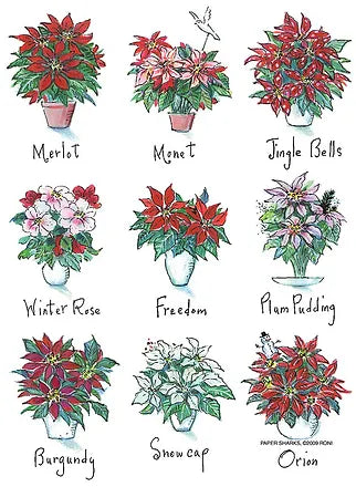 FLOUR SACK TOWEL XMAS POINTSETTIA