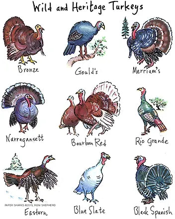 FLOUR SACK TOWEL TURKEYS